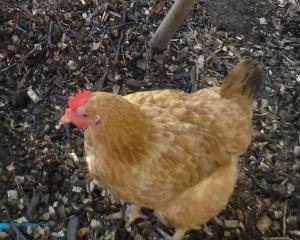 20141110_091602_crop