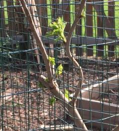 IMG_0235 (1)_crop_crop2