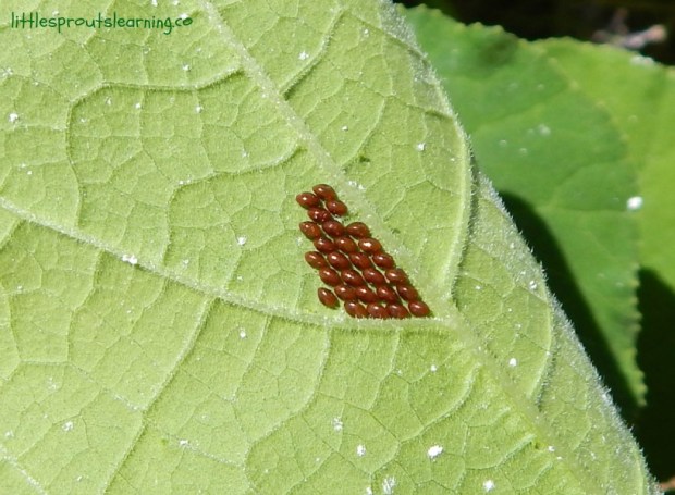 squash-bug-eggs